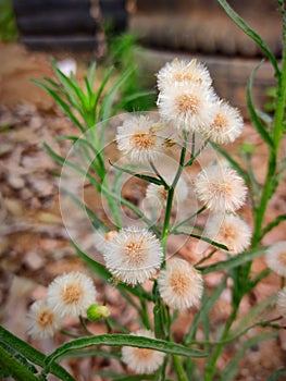 Erigeron Bonariensis plant