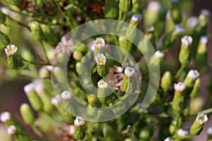 Erigeron canadensis, Conyza canadensis, Compositae.