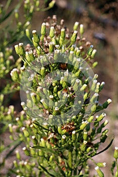 Erigeron canadensis, Conyza canadensis, Compositae.