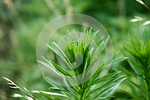 Crown of Erigeron canadensis plant also called horseweed, Texas horseweed, Canadian fleabane, coltstail, marestail and