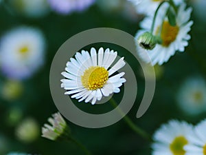 Erigeron Daisy Flower Closeup