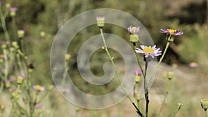 ERIGERON DIVERGENS BLOOM - SAN BERNARDINO MTNS - 070920 V A