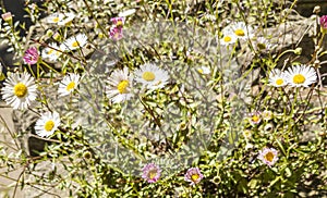 Erigeron - Fleabane