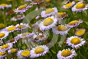 Erigeron glaucus, seaside daisy