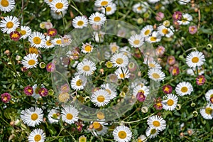 Erigeron Karvinskianus daisy flowers