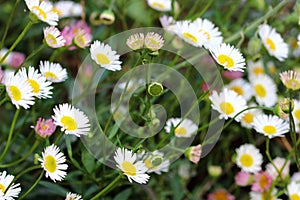 Erigeron karvinskianus flowers from May to October