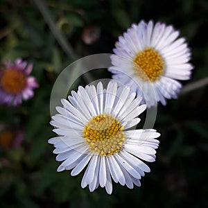 Erigeron karvinskianus or Mexican Daisy. Beautiful color and flowers. The daisy bush has a lot of blooms in the flower bed.