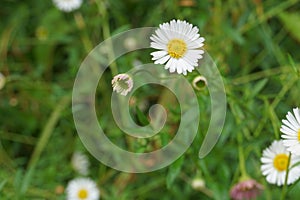 Erigeron karvinskianus, the Mexican fleabane, is a species of daisy like flowering plant