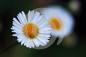 The Erigeron karvinskianus is a perennial plant that is a real summer bloomer