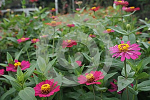 Erigeron karvinskianus is a species of daisy like flowering plant
