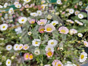 Erigeron karvinskianus 'Stallone'