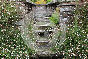 Erigeron Karvinskianus By A Waterfall