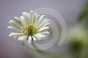 Erigeron sp, Asteraceae daisy family