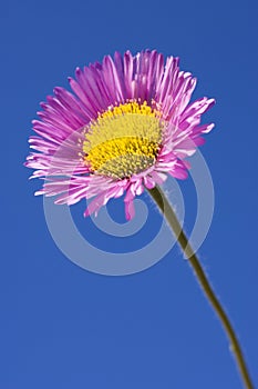 Erigeron Speciosus Charity