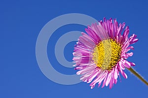 Erigeron Speciosus Charity