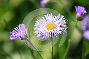 Erigeron speciosus flower