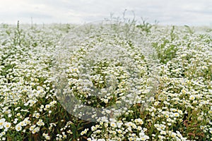 Erigeron strigosus flowers in summer field. Many white wildflowers, erigeron meadow landscape in sunny summer day