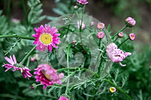 Erigeron
