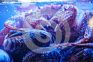 Erimacrus isenbeckii Brandt - Quadrangular hairy crab on scallop shells, close-up photo