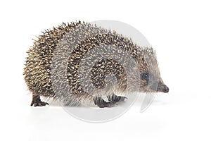 Erinaceus europaeus. Common European hedgehog on a white background