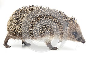 Erinaceus europaeus. Common European hedgehog on a white background