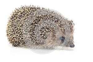 Erinaceus europaeus. Common European hedgehog on a white background