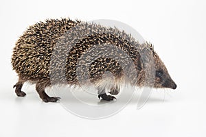 Erinaceus europaeus. Common European hedgehog on a white background