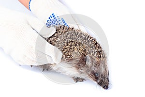 Erinaceus europaeus, western European Hedgehog.