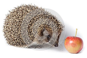 Erinaceus europaeus, western European Hedgehog.