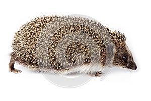 Erinaceus europaeus, western European Hedgehog.