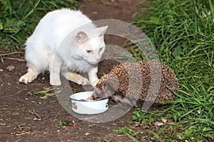 Erinaceus europaeus, western European Hedgehog.