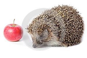 Erinaceus europaeus, western European Hedgehog.