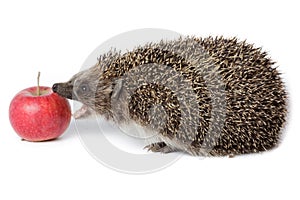 Erinaceus europaeus, western European Hedgehog.