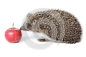 Erinaceus europaeus, western European Hedgehog.