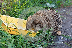 Erinaceus europaeus, western European Hedgehog.