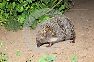 Erinaceus europaeus, western European Hedgehog.