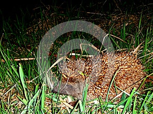 Erinaceus.Hedgehog