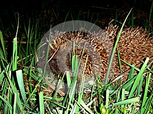 Erinaceus.Hedgehog