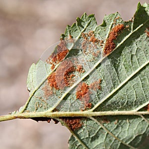 Erineum galls caused by mites Acalitus phyllereus on leaf of Alnus incana or Grey alder