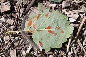 Erineum galls caused by mites Acalitus phyllereus on leaf of Alnus incana or Grey alder