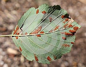 Erineum galls caused by mites Acalitus phyllereus on leaf of Alnus incana or Grey alder