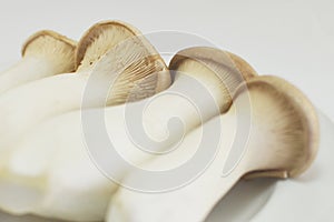 eringi mushroom