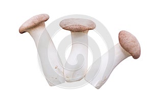 Eringi mushroom
