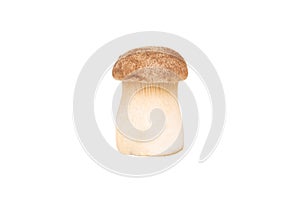 Eringi mushrooms isolate