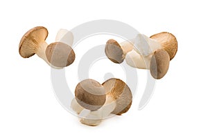 Eringi mushrooms isolated on white  background