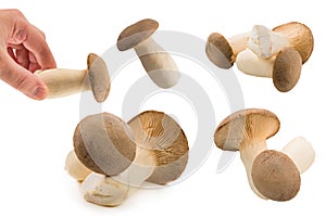Eringi mushrooms isolated on white  background