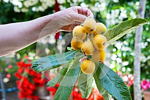 Eriobotrya japonica fruits. A handful of Medlar Fruit.