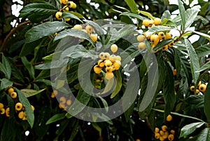 Eriobotrya japonica, loquat