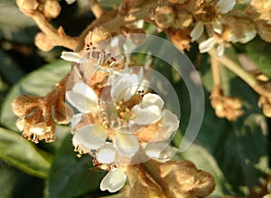 Eriobotrya japonica, loquat