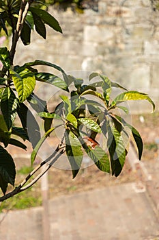 Eriobotrya Japonica plant in Zurich in Switzerland